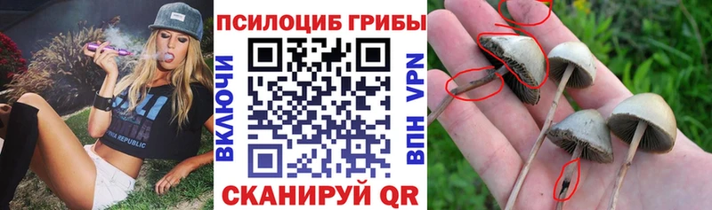 Галлюциногенные грибы прущие грибы  Купить закладки  Кызыл